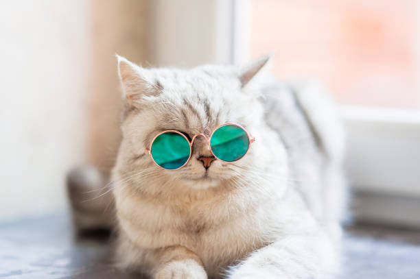 istock The Scottish Fold cat is having a rest 2205777234