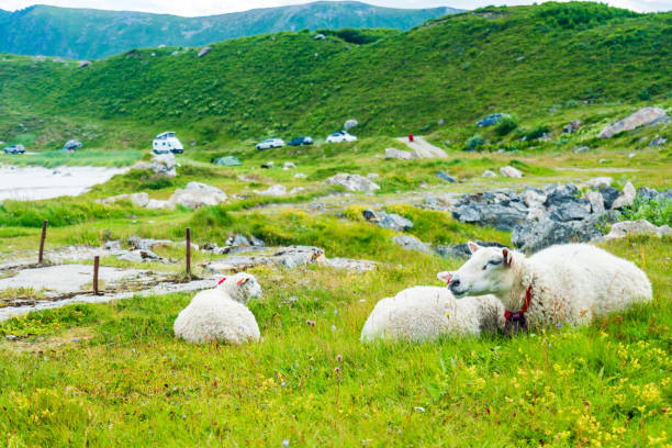 sheep grazing in arctic circle, Andoya, Northern Norway.