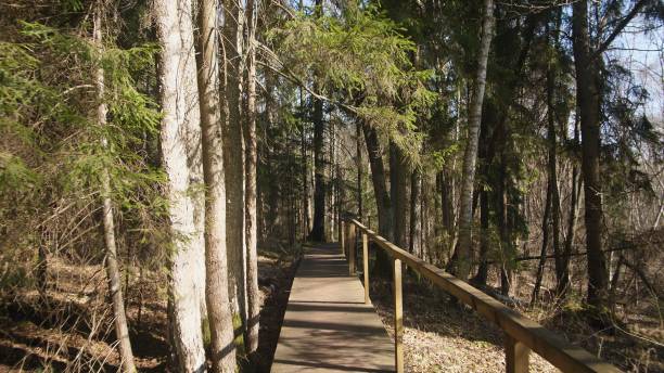 istock Embark on a Serene Nature Trail that is Surrounded by Beautiful and Lush Greenery all around you 2205778641