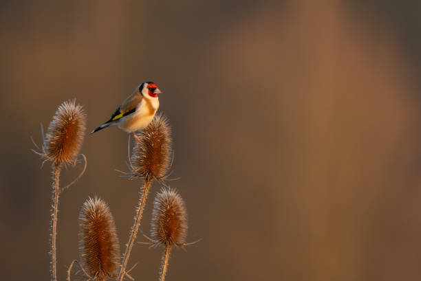 European goldfinch - Carduelis carduelis