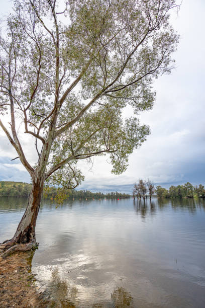 istock Trees next to a lake in a peaceful and idyllic environment. 2205780245