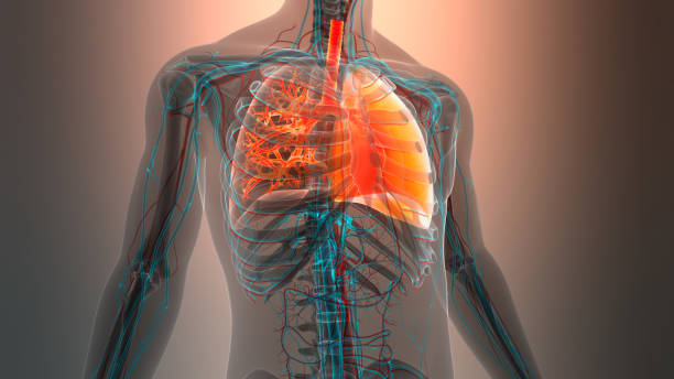 istock Human Respiratory System Lungs Anatomy 2205784846