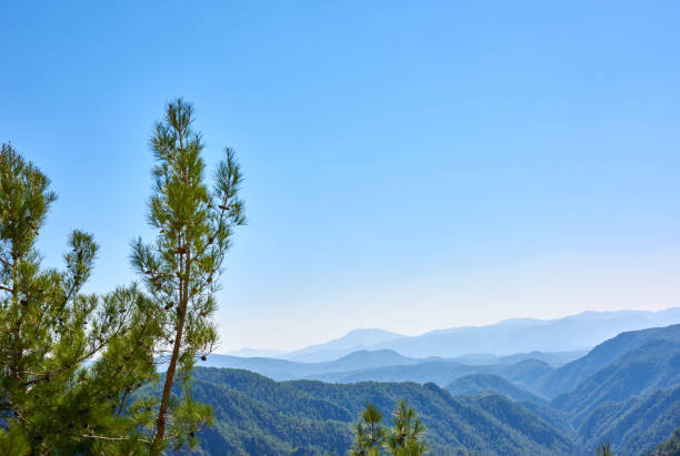 A beautiful landscape capturing pine trees in the foreground and a vast expanse of rolling mountains covered with lush green foliage in Turkey. The clear blue sky enhances the serene ambiance.
