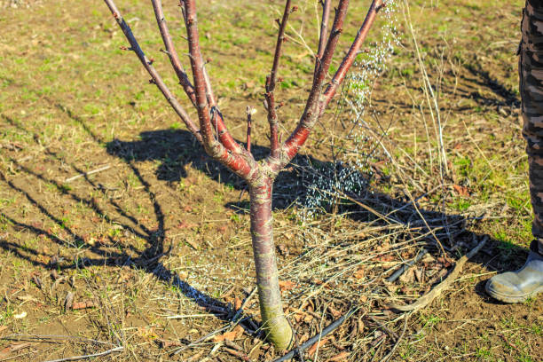 Fertilizing fruit trees. A gardener scatters nitrogen fertilizer granules on the ground near a tree in an orchard