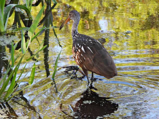 istock Limpkin (Aramus guarauna) - foraging in a lake 2205793205