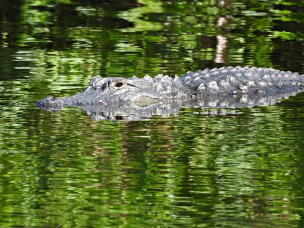 istock American Alligator (Alligator mississippiensis) -  swimming in a lake 2205793210