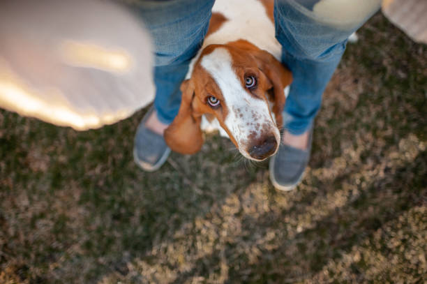 istock Basset hound dog looking up between owners legs with cute expression 2205794333