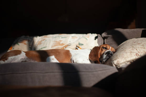 Basset hound dog sleeping in warm light on couch at home in Des Moines, Iowa, United States