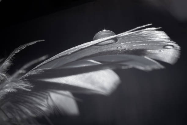 Close up of blue feather Detail in Münster, North Rhine-Westphalia, Germany