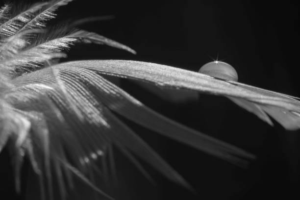 istock Close up of blue feather Detail 2205794542