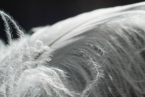 istock Close up of blue feather Detail 2205794543