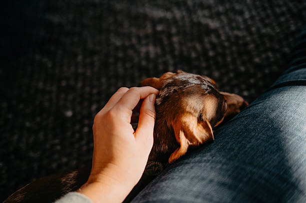 istock Hand Petting Sleeping Dachshund Puppy on Owner's Lap in Warm Sunlight 2205794716