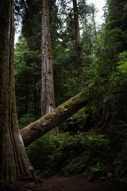 istock A Fallen Tree in the Lush Green Undergrowth of Mount Rainier 2205794990