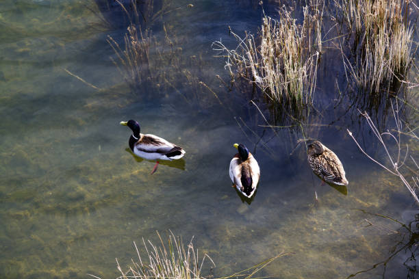 Looking Down On Two Male And One Female Ducks Swimming In Shallow River Water With Plants