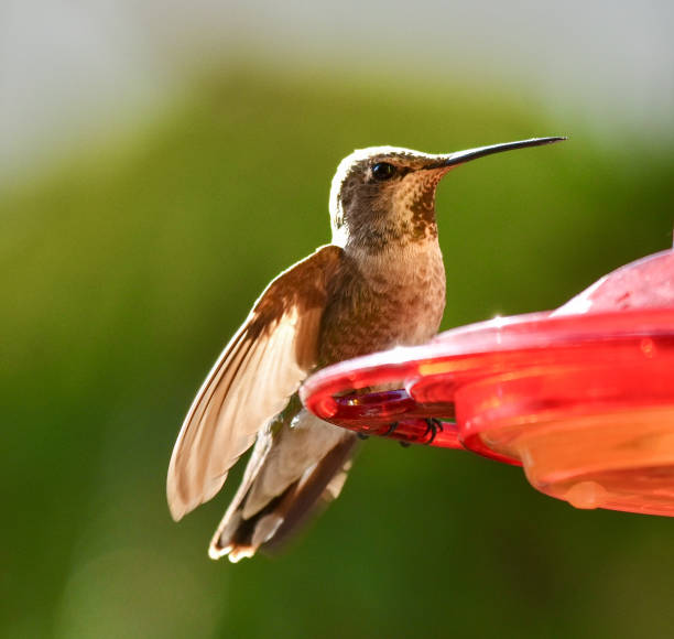 istock Cute Iridescent Allen’s Hummingbird Wings Out 2205796023