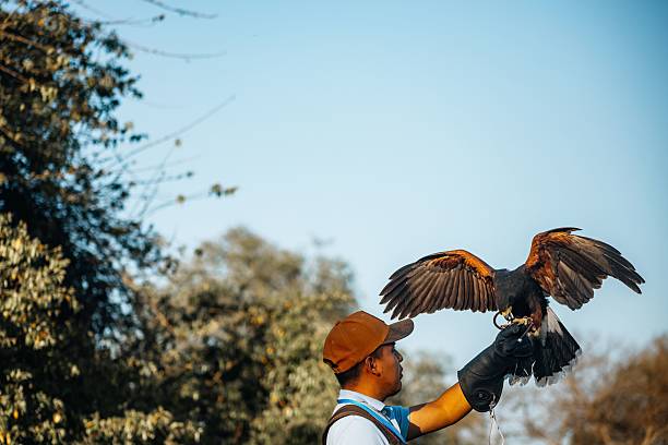 istock Falconer in a forest setting with a Harris's hawk perched on his gloved hand 2205797373