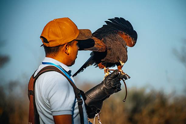istock Falconer in a forest setting with a Harris's hawk perched on his gloved hand 2205797385