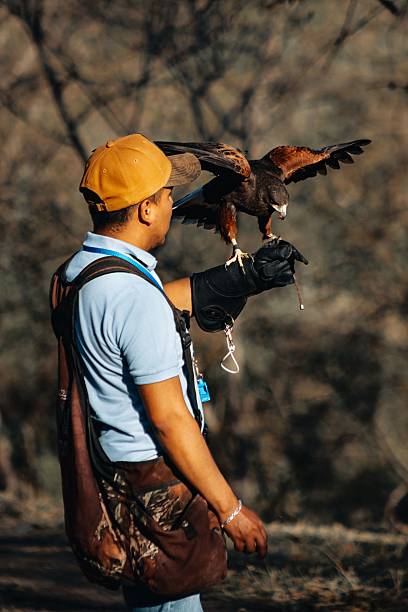 istock Falconer in a forest setting with a Harris's hawk perched on his gloved hand 2205797405