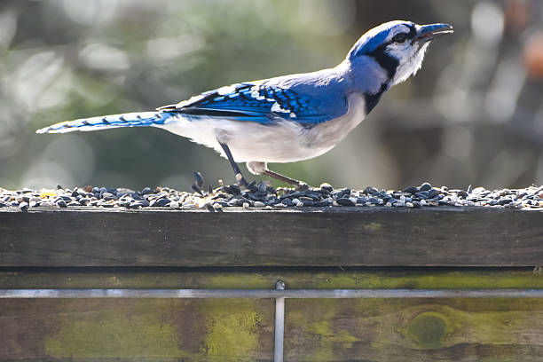 istock Birds in March in Birmingham, Alabama 2205802147