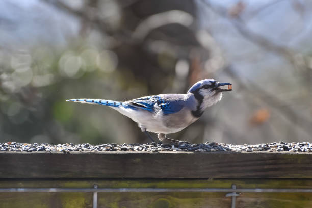 istock Birds in March in Birmingham, Alabama - Blue Jay 2205802164