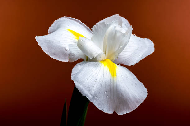 istock White Iris Hollandica Alaska Flower on red background 2205805120