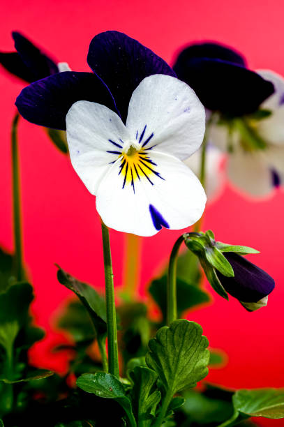 Pansies are ornamental hybrid plants, cultivated for their showy flowers, obtained from the wild species Viola tricolor; although sometimes called Viola tricolor hortensis, the correct scientific name for hybrids is Viola × wittrockiana. They belong to the genus of violets in the family Violaceae.