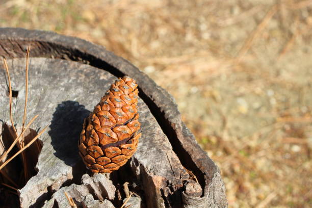 Close-up of brown pinecones fallen from tree in park