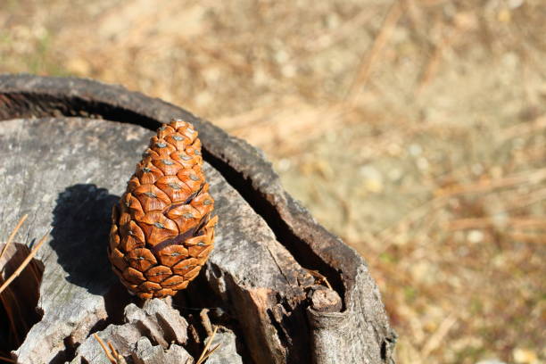 Pine cones placed on a mossy stump add color to the landscape. A piece that makes you feel the vitality of nature.