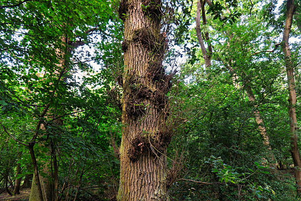 istock oak is a hardwood tree , regeneration of cut trees, forestry environmental issues 2205809578