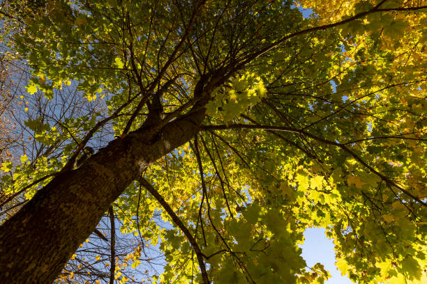 yellow maple foliage on branches in sunny autumn weather, beautiful maple foliage during warm Indian summer in warm autumn weather