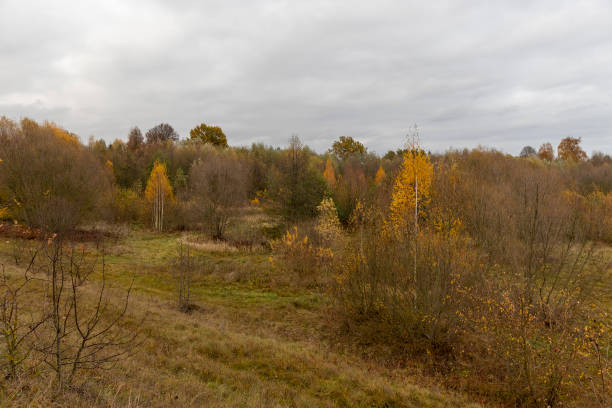 istock hilly area with birch trees and other trees with yellow and orange foliage 2205812320
