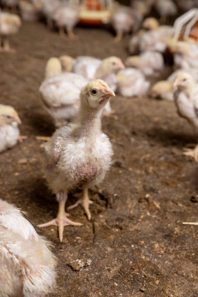 istock a poultry farm where chicken chickens are raised 2205812371