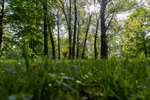 deciduous trees in the park in sunny weather, landscape in the park with green foliage of trees and green grass in the daytime, landscape