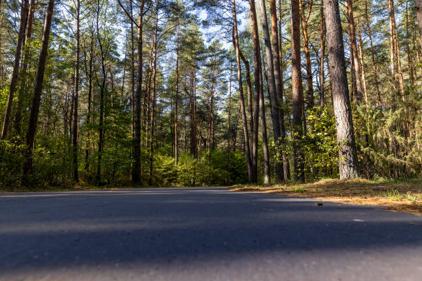 istock a road in a forest with deciduous trees in the autumn season 2205812467