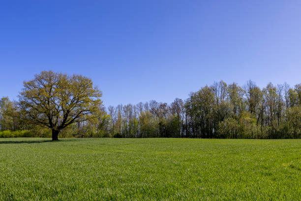 istock a tree growing in a field with green wheat 2205812505