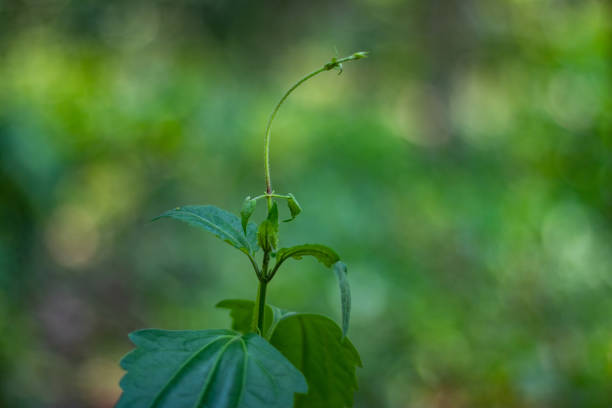 istock Calea ternifolia, or Mexican dream herb, used in traditional medicine 2205814326