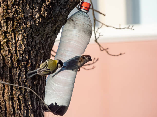 The eurasian tree sparrow (Passer montanus) visiting bird feeder made from reused plastic bottle with grains in winter in bright sunlight. Bird feeder hanging in a tree