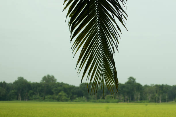 Scattered among the fields are quaint villages with thatched roof houses, surrounded by tall coconut trees and banana trees. In the distance, misty mountains
