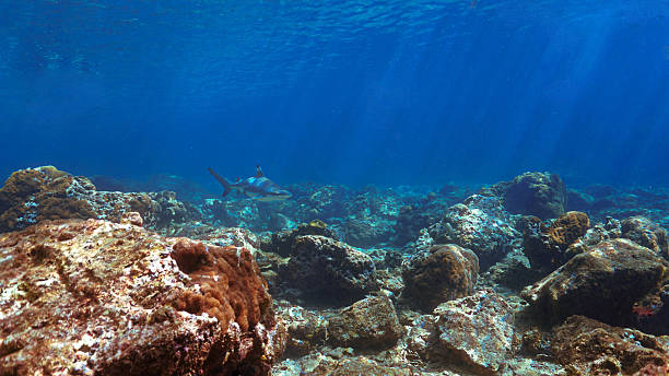 istock Blacktip reef shark in rays of sunlight at a coral reef 2205815114