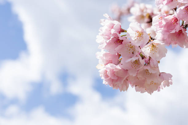 Close-up of cherry blossoms in full bloom