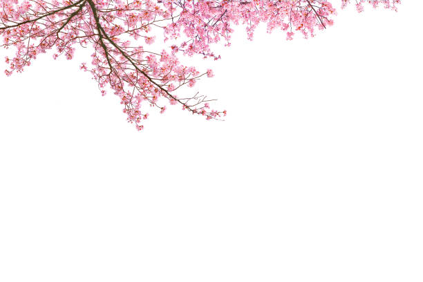 istock Branches of a cherry tree in spring season isolated on white background. 2205815195