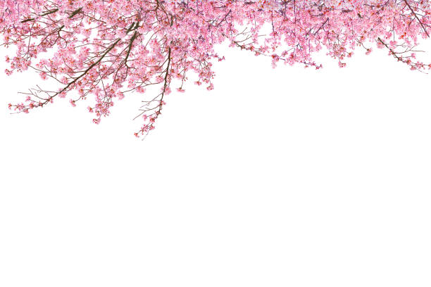 istock Branches of a cherry tree blooming in spring season. 2205815197