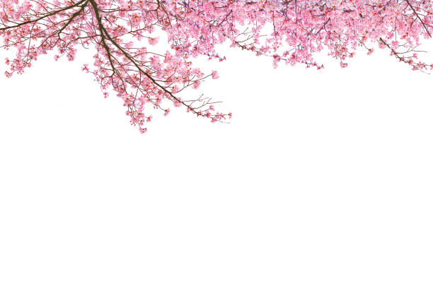 istock Pink cherry blossom in the Spring season isolated on white background. 2205815199