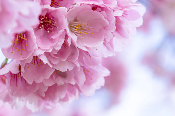 Close-up of cherry blossoms in full bloom