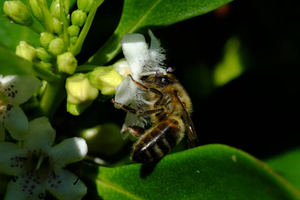 istock Myoporum tenuifolium with bee 2205816263