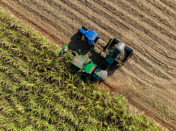 istock Harvesting Sugarcane cutting  and Truck, 2205817253