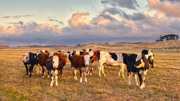 istock New Zealand Hereford Cattle Herd 2205817430