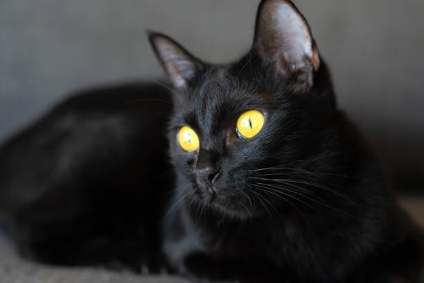 istock Short hair black cat 2205817645