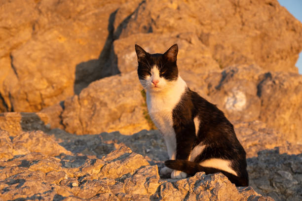 cats playing on the beach at sunset
