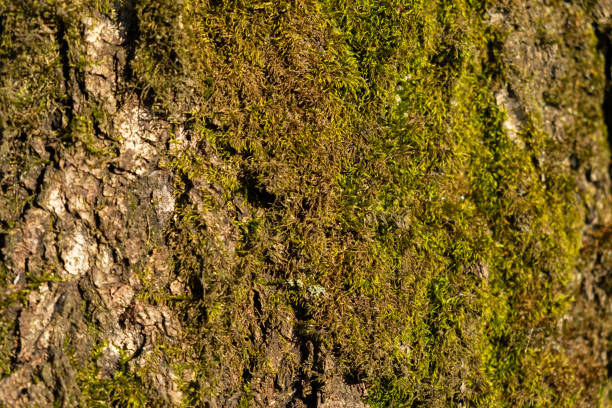 The texture of moss on a tree close-up. Natural green background. Soft focus, shallow depth of field, blurred forest background. varieties of tree moss. Forest after rain. Copy space